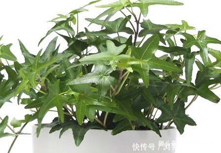 常春藤|最适合放在卧室里的三种绿植,夜间释放大量的氧气,让你安然入眠