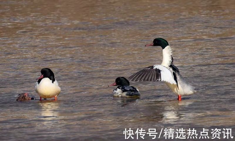 青海|冬日青海成鸟的天堂