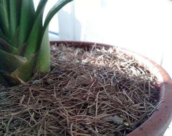 此种“小东西”自带酸性，肥力大，花盆里撒一把，治虫、不黄叶！