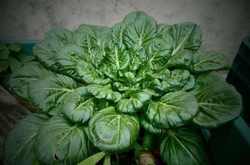 人到中年|人到中年想长寿，多吃三种食物，营养丰富、延缓衰老，好吃又不贵