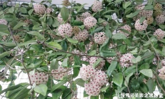 上当|6种耐阴花,养了“不上当”,室内百搭盆栽,摆在角落也爆盆!