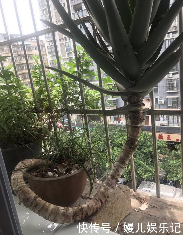 奶奶养芦荟10年,长成精了,老桩就像“胳膊粗”,小苗一大推