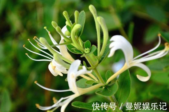 仙客来|超漂亮的4种花,好养又漂亮,开成花球,花期长达300天!