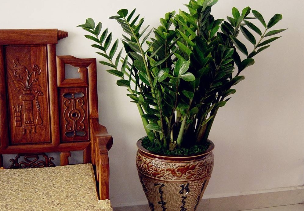 爷爷说家中”三种花“不要送人，送花等于”送财神“，后悔来不及