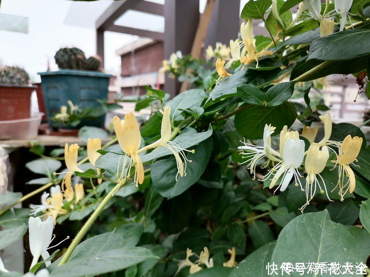 金银花|老中医爱养的4种花,堪称植物“百宝箱”,养人养身心