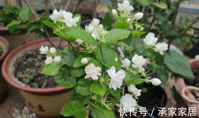 秋天养茉莉？进入“虚弱期”，养壮是关键，明年开花翻一倍
