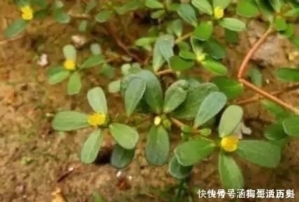 马齿苋|长在农村田间的野草,是白头发的“死对头”,已经有人用来赚钱