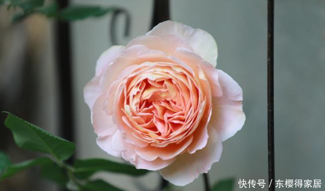 非常适合练手的4种藤本月季,长势强劲,开花量大,新手别错过