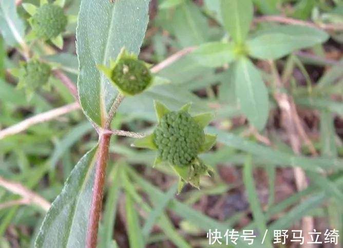 白头发|在农村的一种植物,是一种天然的染发剂,健康没害处