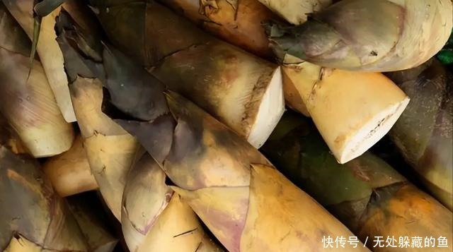 买竹笋时,挑粗的好还是长得好差别大了,别搞错了