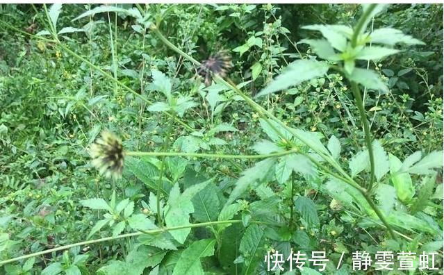 野草|农村的野草，被称为“害草”，殊不知价值珍贵，消炎解毒效果好