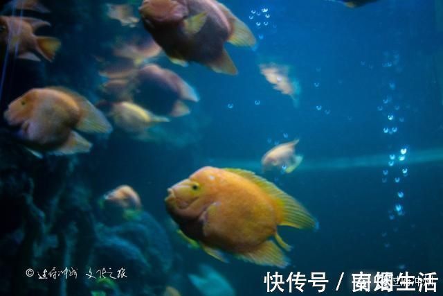 芭提雅|泰国水族馆的怪象：欧美游客最爱去，中国游客零零散散