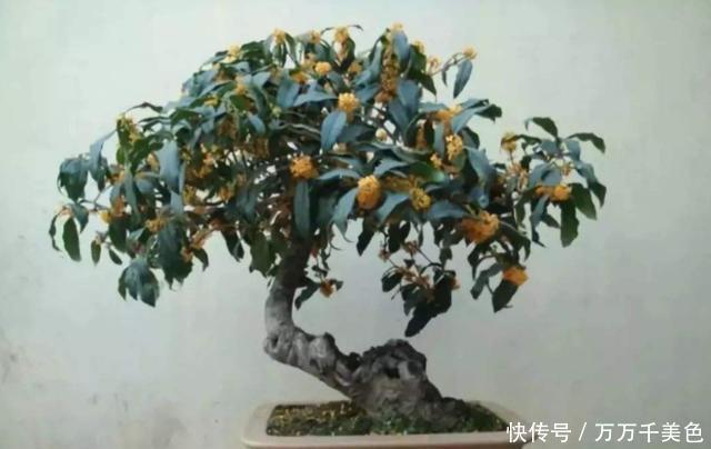 室内|冬季养桂花,只需给它做4点,叶片油绿不焦枯,冬季也能蹭蹭长