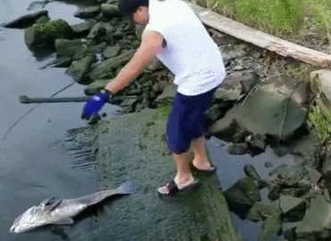 木板|好不容易钓到大鱼,虽然出了点意外但是鱼还在!