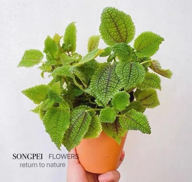 清新|冬天在家养几盆冷水花,清新又文雅,耐阴又好养!