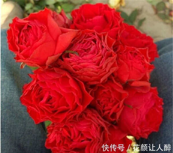 “珍品月季”红舞裙,美艳多娇,四季丰花勤开,非常值得拥有