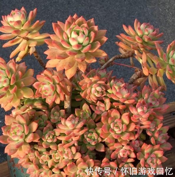 养护|新手小白养多肉,6种品种随便一样,越冷状态越好看,值得拥有