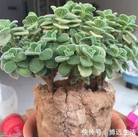 土壤|养花土板结“戳不动”，“2种水”家家都有，七天浇1次，疏松肥沃