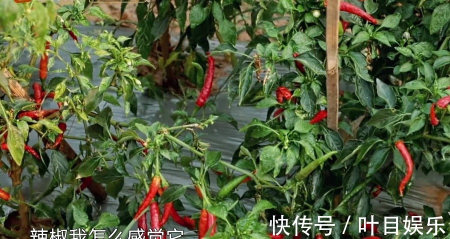 《向往4》辣椒一夜变红,被质疑是穿帮镜头农村人的解释很到位