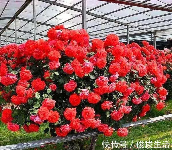 树状|杜鹃花,栀子花扔了吧养棵“花树”,能开花300天,见土就活