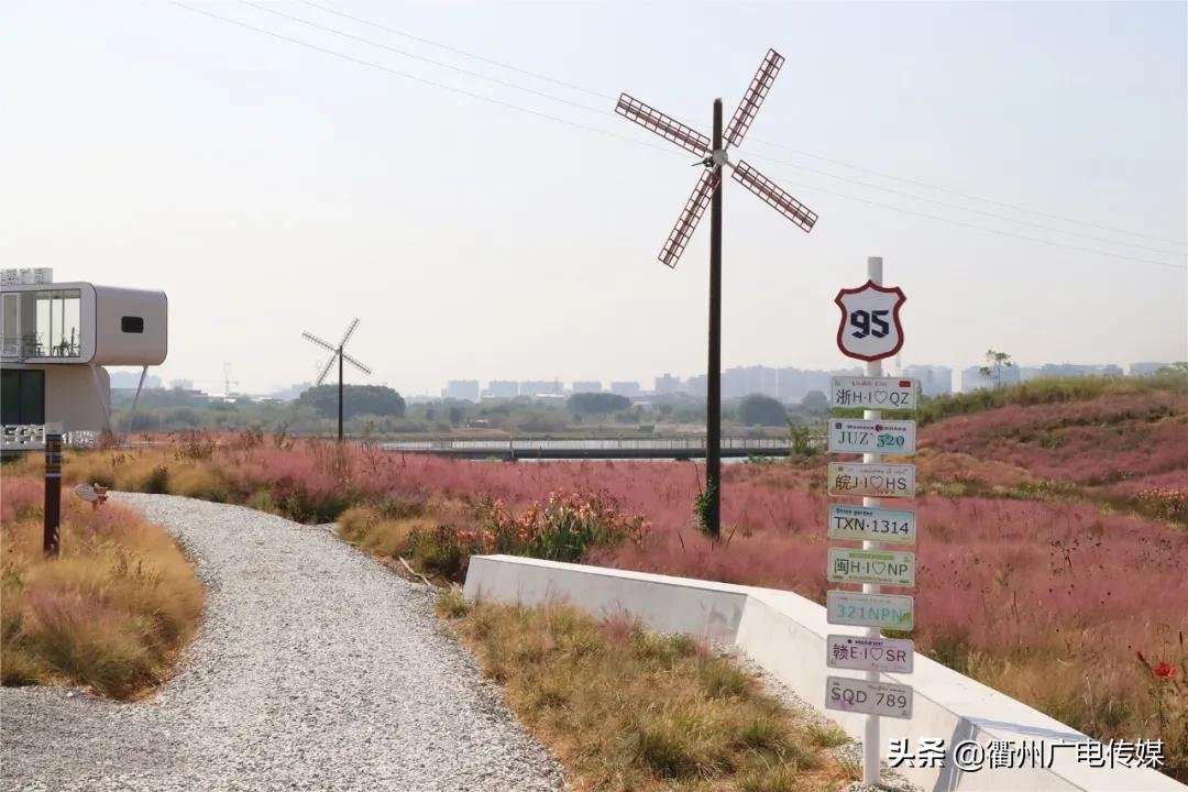 乱子草|季节限定！“粉色大海”粉黛乱子草上线！