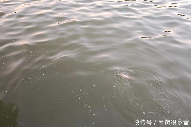 钓鲤鱼不需要太多料混合,配对这两种料,一年都不用换了