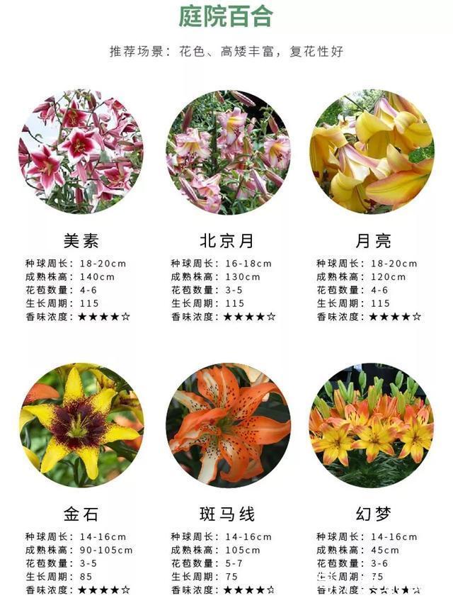 百合花|养百合花真上瘾，长的快、开花多，寓意还好，每个品种都想养！