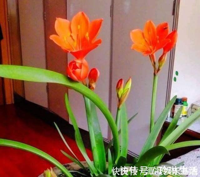 肥厚|养这10种花，再喜欢也别多浇水，少浇水，不管它，反而花更多