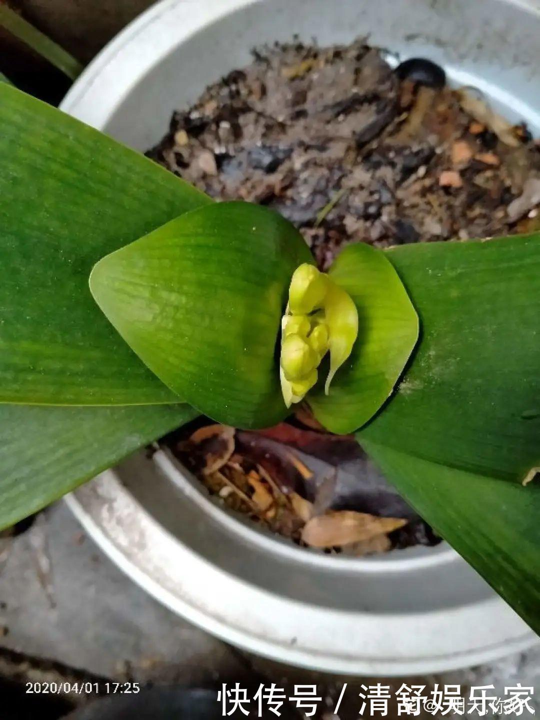 叶芽|君子兰千万别喷水,一喷水就烂叶,3天就要死翘翘!