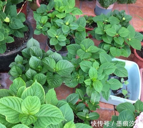 绣球要富养,越富花越大,美不胜收,宛若仙境!