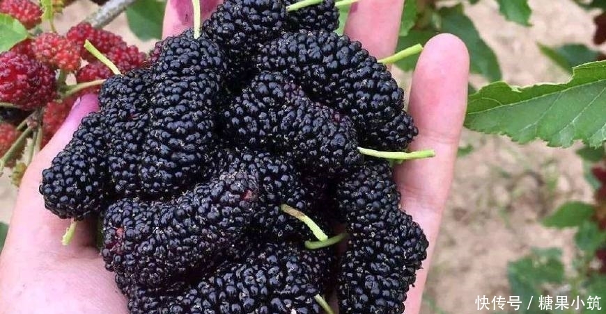 远离|提醒:痛风的人请尽量远离3种食物,多吃2种食物,帮助降尿酸