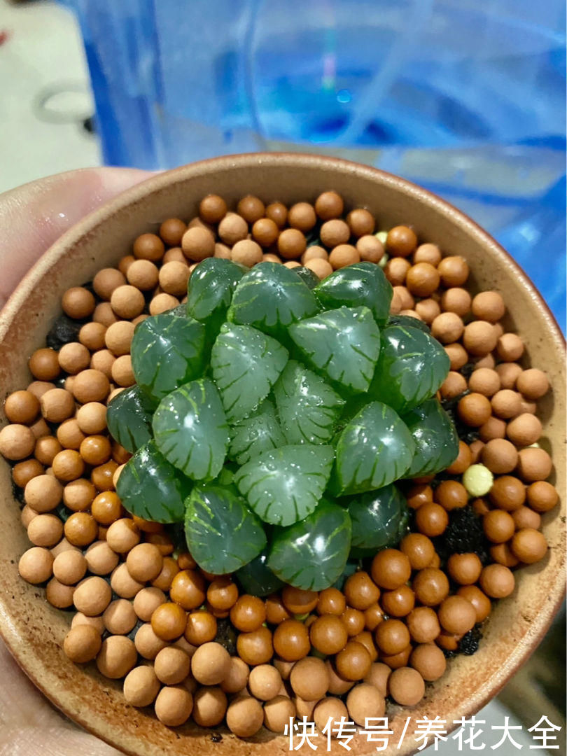 不耐晒的多肉，看看你家的有没有上榜，赶紧从太阳底下收起来