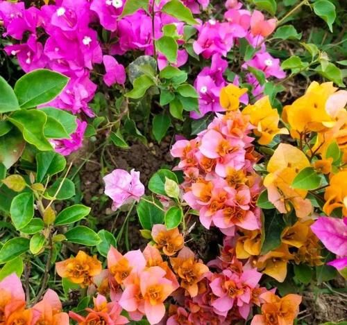 这三种花，一定要舍得晒，越晒越长花苞！