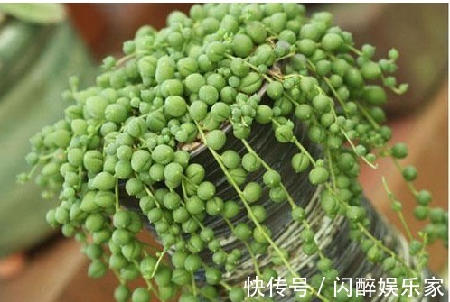 7种多肉吊起来养之后,家里多了七彩花帘,爆盆之后都非常好看