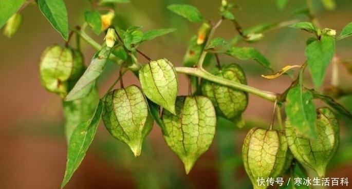 功效|外表长得像灯笼,农村这种植物功效可不小,你认识吗?