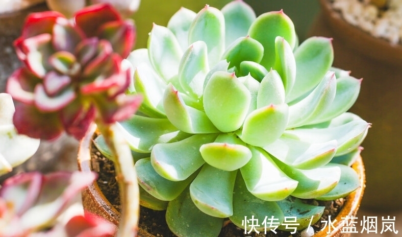 把多肉养成了菜色,怎样才能恢复成鲜艳的果冻色