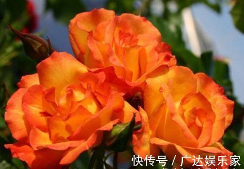 养花|“高端品花”宠爱小姐,金蕊红衣,妖娆秀丽,堪称养花必备