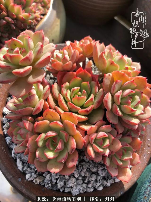 爱多肉，爱生活，我们是一群快乐的养肉人！