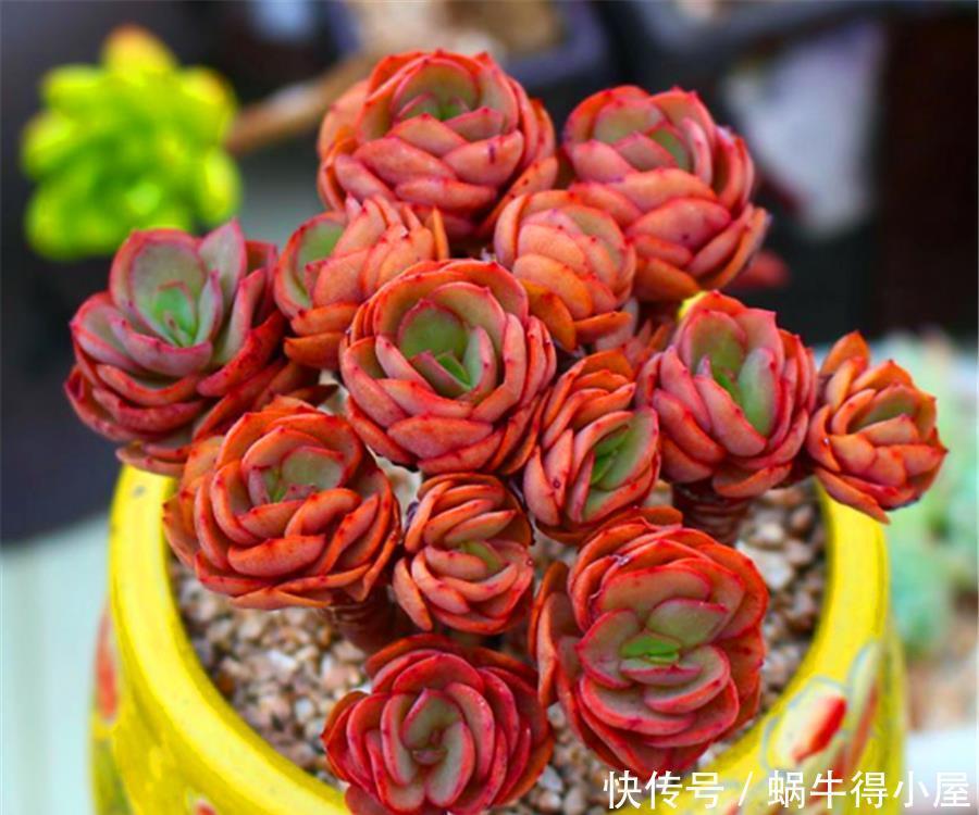 秀妍从绿变红的逆袭之路,简单2步,1个月鲜红似火超喜庆