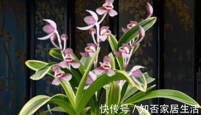 兰花|此花比绿萝好养，花叶俱美，清香宜人，值得拥有