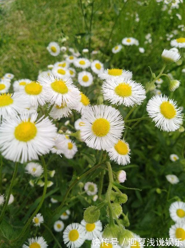 堪称生物入侵的花,千万别在家养,泛滥了可不好收拾