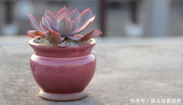 心血|老桩多肉该怎么换盆?2种方法“保活”,叫你心血不再白费