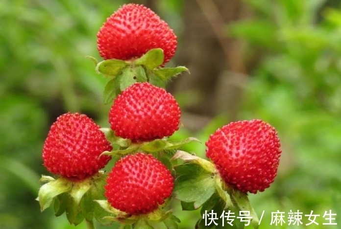 农历9月初8寒露后，养什么花？以下3种花，健康长寿天天笑颜