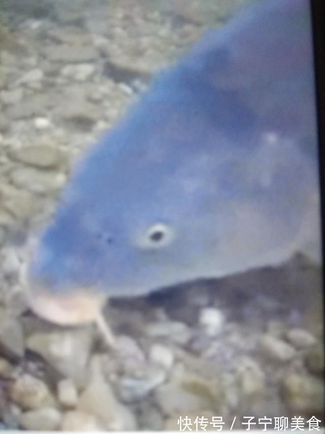 自制酒米窝料，野钓基本没空军，需要的钓友拿走