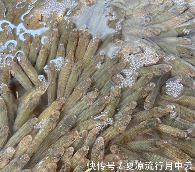 江西一水库麦穗鱼成灾,当地老乡一天能搞上千条,杀鱼杀到崩溃!