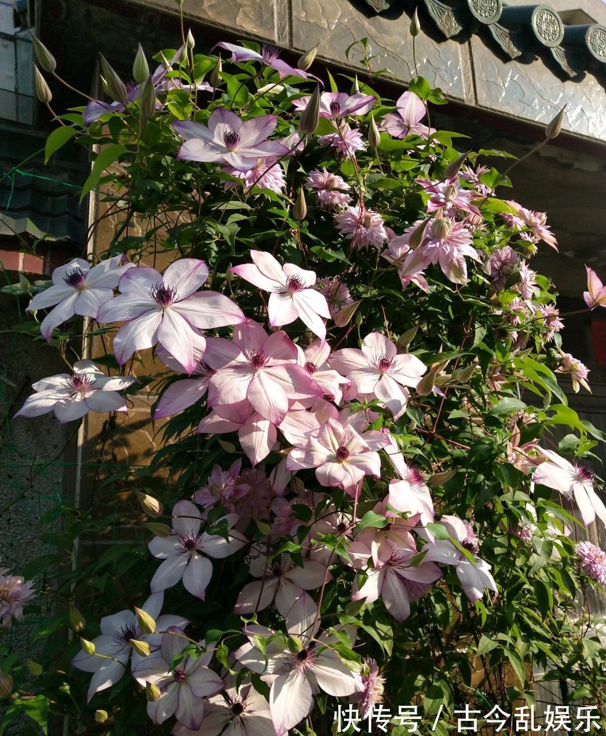 颜值|阳台还有位置,养棵“美好回忆”吧,颜值高,花期长,新手也能养