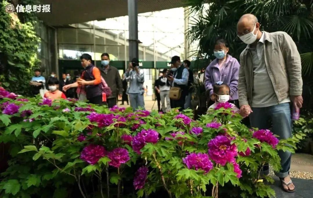 “百花之王”来广州了！这些地方隐藏了大片花海，爱了爱了