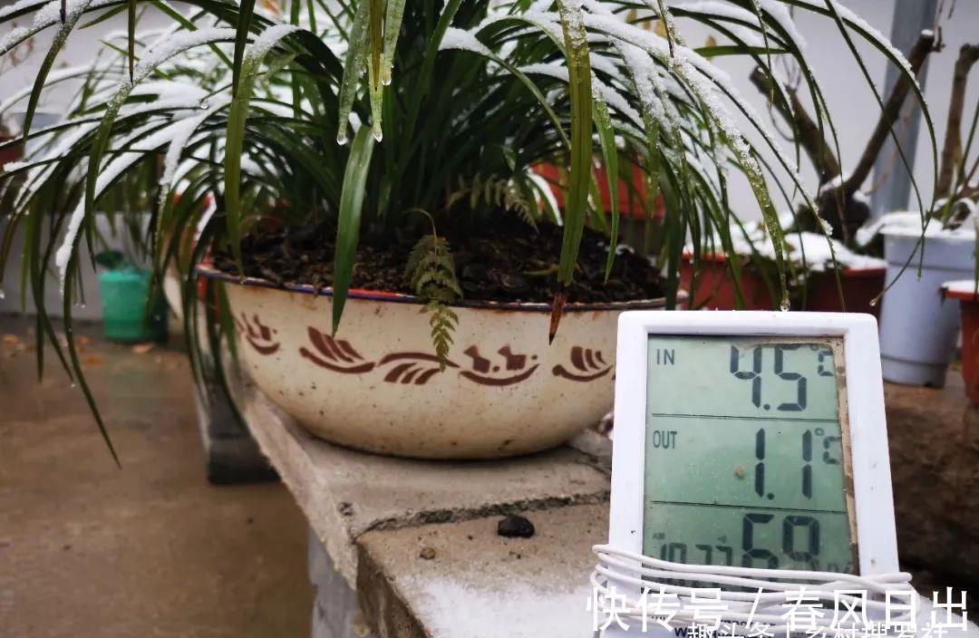 浇水|新手养兰花,别再这样浇水了!