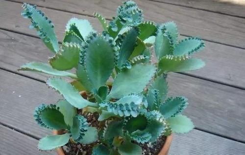 盆栽的朋友认识吗?此为不死鸟,落地就能生根,养好了价值高