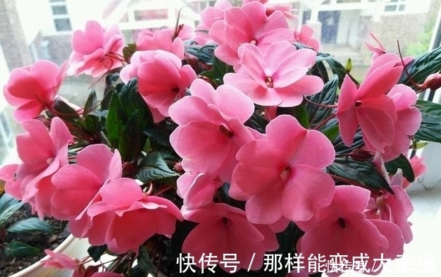 长春花|新手养花,就养容易爆盆,好养易活的花卉,适合懒人养